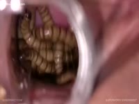 Bizarre insertion video featuring a young amateur Asian stuffing live worms in her cunt